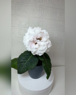 Нет заданного изображения 