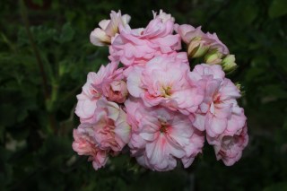 Нет заданного изображения 