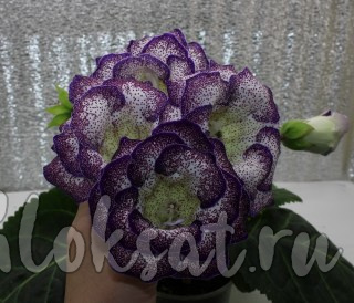 Нет заданного изображения 