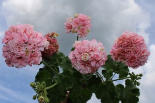 Нет заданного изображения 