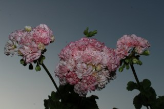 Нет заданного изображения 