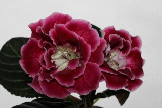 Нет заданного изображения 
