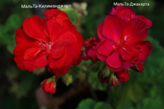 Нет заданного изображения 